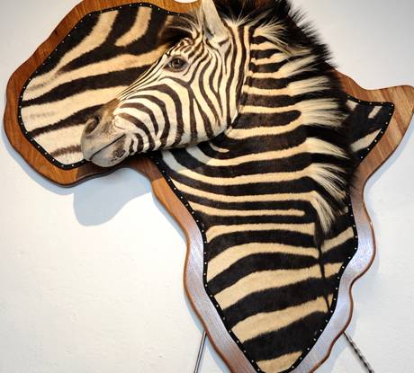 Zebra 3D