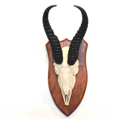 Springbok Skull on Shield